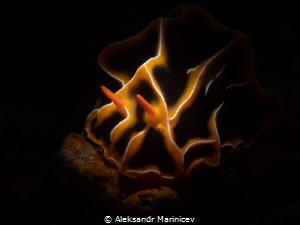 Reticulidia halgerda
Anilao Photo Academy, Philippines by Aleksandr Marinicev 